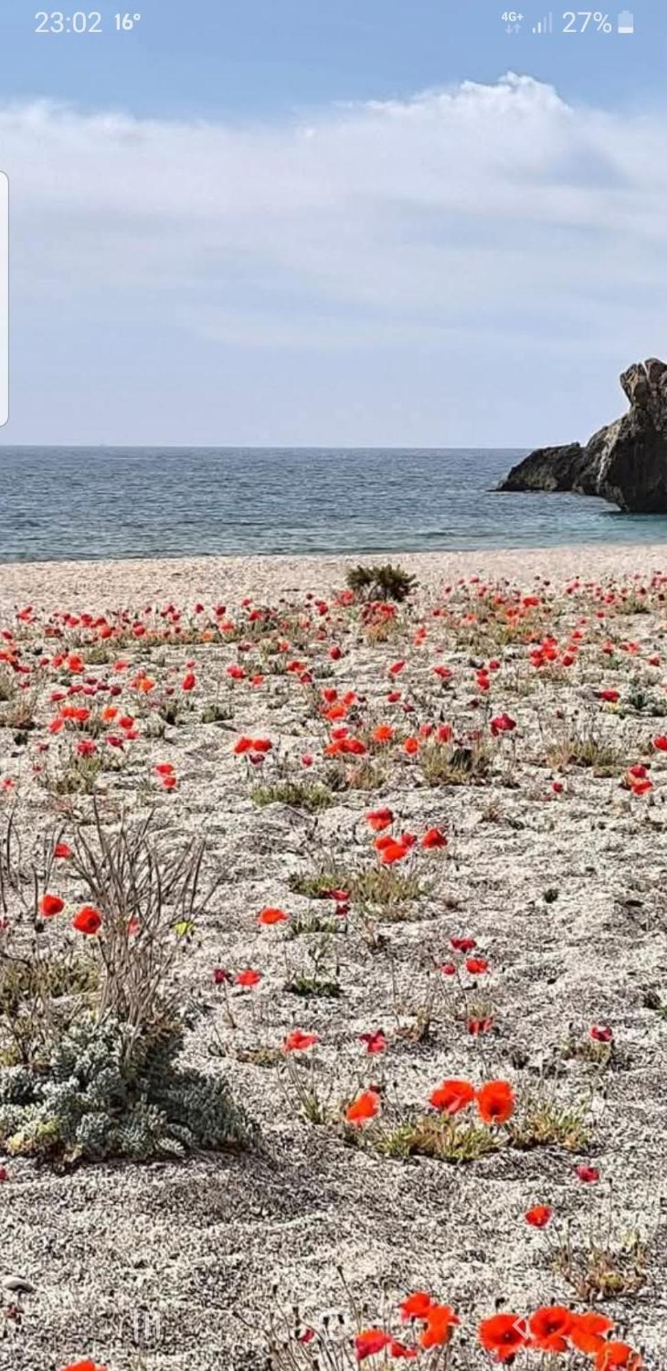 The Poppies Guest House - 100M Ocean - Private Spaces Канделария Екстериор снимка